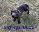 Puppy Dark Blue Labrador Retriever