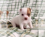 Puppy Roy Chihuahua