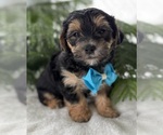 Small #3 Morkie