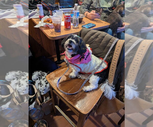 Medium Photo #4 Shih Tzu-Unknown Mix Puppy For Sale in Springdale, PA, USA