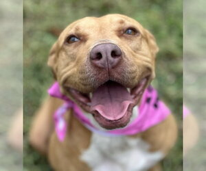 Hope - Female Labrador Retriever-Rhodesian Ridgeback Mix Dog for Adoption - Photo #2