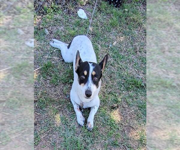 Medium Photo #1 Rat Terrier-Unknown Mix Puppy For Sale in San Antonio, TX, USA