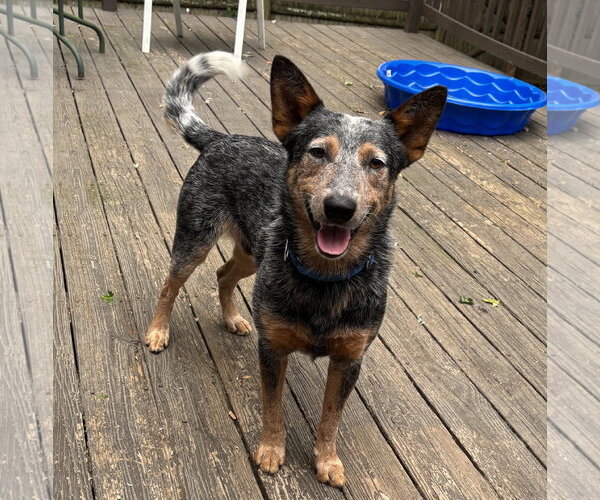 Medium Photo #3 Mutt Puppy For Sale in Garden City, NY, USA