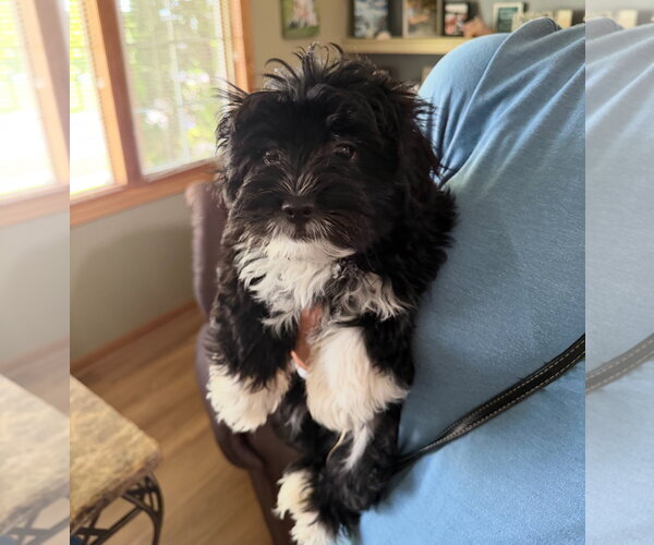 Medium Photo #2 Mutt Puppy For Sale in Grafton, WI, USA