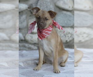 Titto - Male Chiranian Dog for Adoption - Photo #7