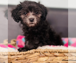 Small #1 ShihPoo