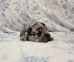 Small #6 French Bulldog
