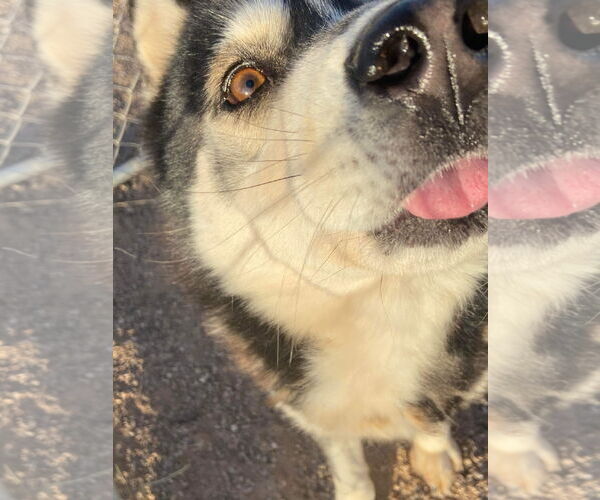 Medium Photo #9 Siberian Husky Puppy For Sale in Cedar Crest, NM, USA