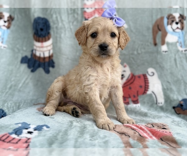 Medium Photo #7 Goldendoodle Puppy For Sale in LAKELAND, FL, USA