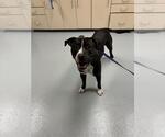 Small American Staffordshire Terrier