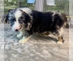 Small #3 Australian Shepherd
