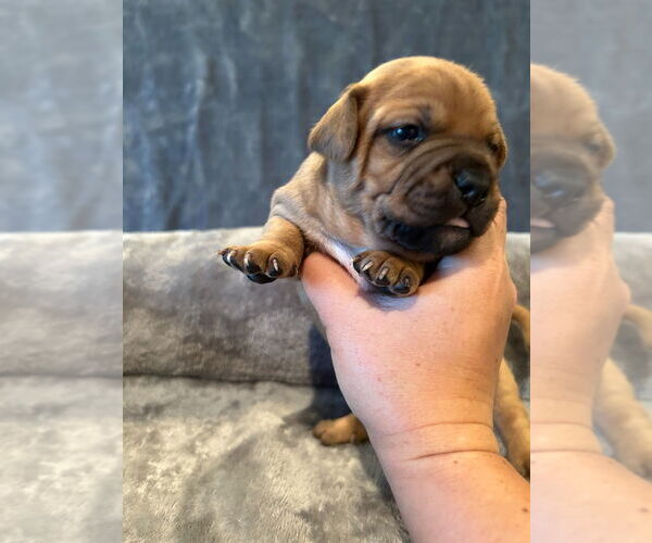 Medium Photo #3 French Bulldog-Unknown Mix Puppy For Sale in Lake Forest, CA, USA