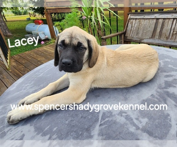 Medium Photo #2 Mastiff Puppy For Sale in CABOOL, MO, USA