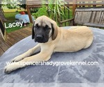 Small #1 Mastiff