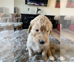 Small Photo #61 Goldendoodle Puppy For Sale in RATHDRUM, ID, USA