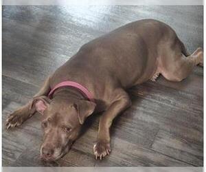 American Staffordshire Terrier-Unknown Mix Dogs for adoption in Orlando, FL, USA