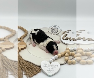 Goldendoodle Puppy for sale in MARYVILLE, MO, USA