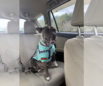 Small American Pit Bull Terrier Mix