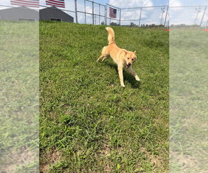 Zeke - Male Chow Chow-Siberian Husky Mix Dog for Adoption - Photo #6