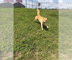 Small #5 Chow Chow-Siberian Husky Mix