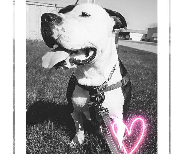 Medium Photo #15 American Pit Bull Terrier-Unknown Mix Puppy For Sale in Fargo, ND, USA