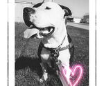 Small #14 American Pit Bull Terrier Mix