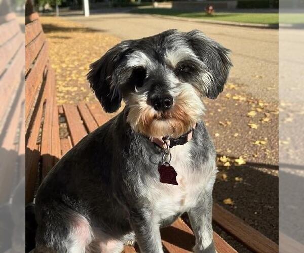 Medium Photo #12 Mutt Puppy For Sale in San Diego, CA, USA