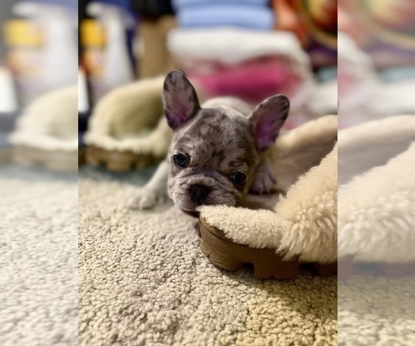 Medium Photo #2 French Bulldog Puppy For Sale in PHILADELPHIA, PA, USA