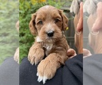 Puppy Saffron Goldendoodle (Miniature)