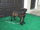 Small Photo #1 Bullmastiff Puppy For Sale in HOLLYWOOD, FL, USA