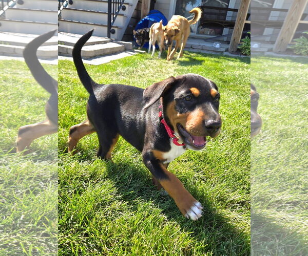 Medium Photo #4 Mutt Puppy For Sale in New London, WI, USA