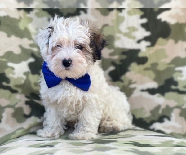 Medium Photo #15 Maltipoo Puppy For Sale in LAKELAND, FL, USA