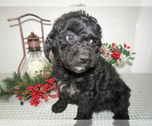 Goldendoodle Puppy for sale in TOLEDO, OH, USA