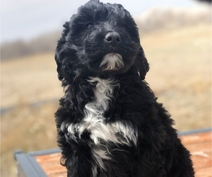 Portuguese Water Dog Puppy for Sale in STERLING, Colorado USA