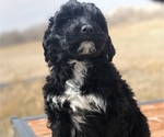 Small Photo #1 Portuguese Water Dog Puppy For Sale in STERLING, CO, USA