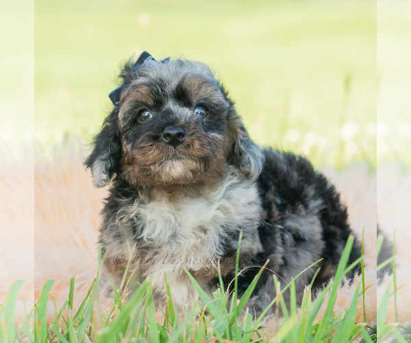 Medium Photo #4 Poodle (Miniature) Puppy For Sale in WARSAW, IN, USA