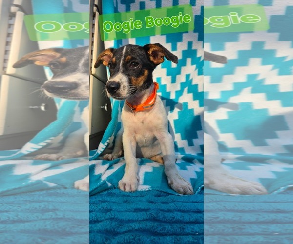 Medium Photo #3 Beagle-Unknown Mix Puppy For Sale in Oakhurst, NJ, USA