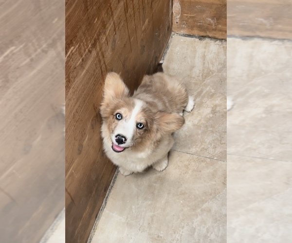 Medium Photo #6 American Corgi Puppy For Sale in SANDY VALLEY, NV, USA