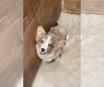 Small #5 American Corgi