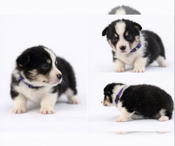 Medium Photo #1 Pembroke Welsh Corgi Puppy For Sale in BELFIELD, ND, USA