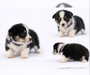 Medium Pembroke Welsh Corgi