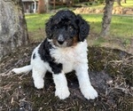 Puppy Rory Miniature Bernedoodle