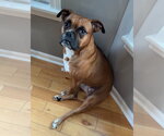 Small #1 Boxer