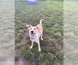 Calvin - Male Labrador Retriever-Retriever  Mix Dog for Adoption