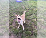 Calvin - Male Labrador Retriever-Retriever  Mix Dog for Adoption - Small photo
