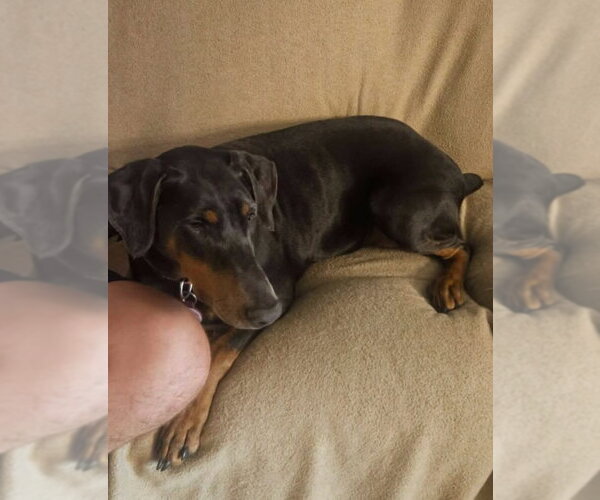 Medium Photo #17 Doberman Pinscher Puppy For Sale in Buffalo, MN, USA