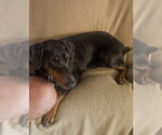 Small #16 Doberman Pinscher