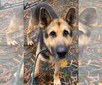 Small Photo #4 German Shepherd Dog-Siberian Husky Mix Puppy For Sale in Winston Salem, NC, USA