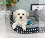 Small #1 Maltipoo (Toy)