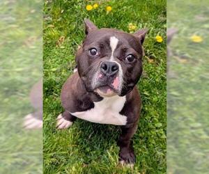 Bulldog-Unknown Mix Dogs for adoption in Akron, OH, USA